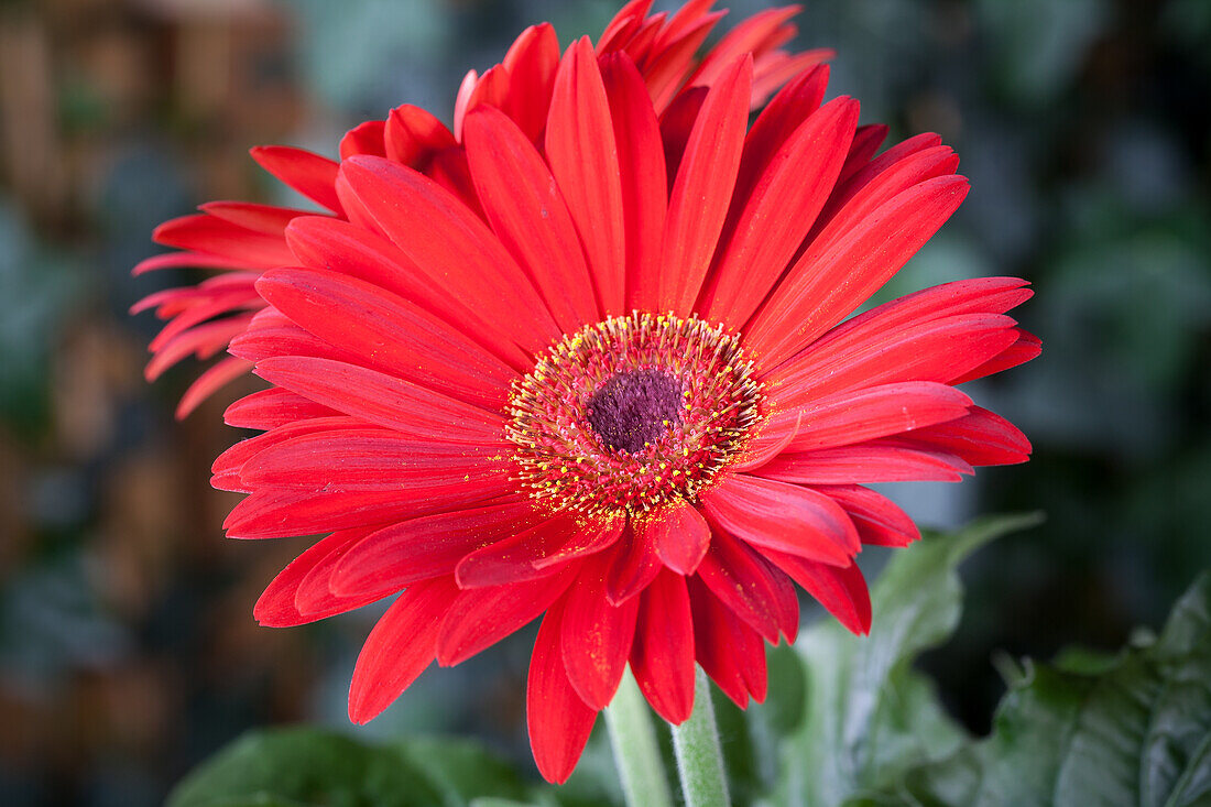 Gerbera jamesonii