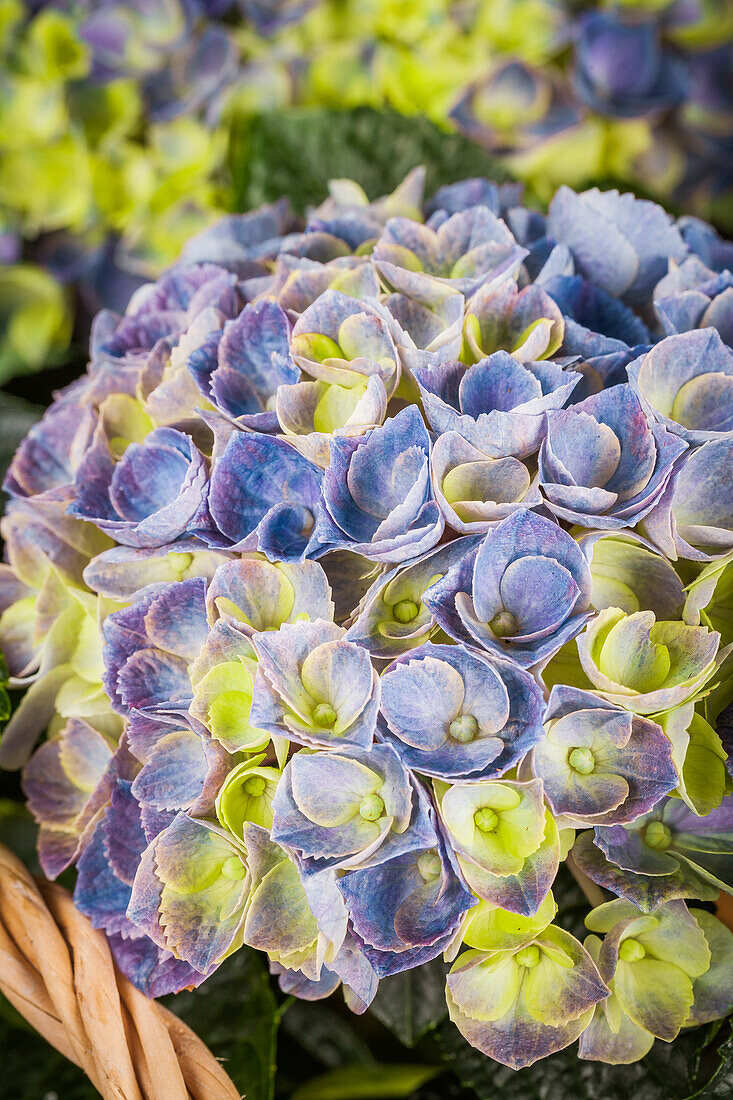 Hydrangea macrophylla 'Magical Revolution'®, blue