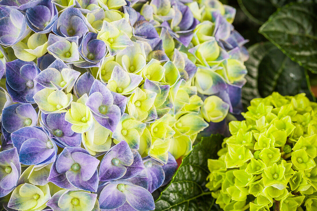 Hydrangea macrophylla