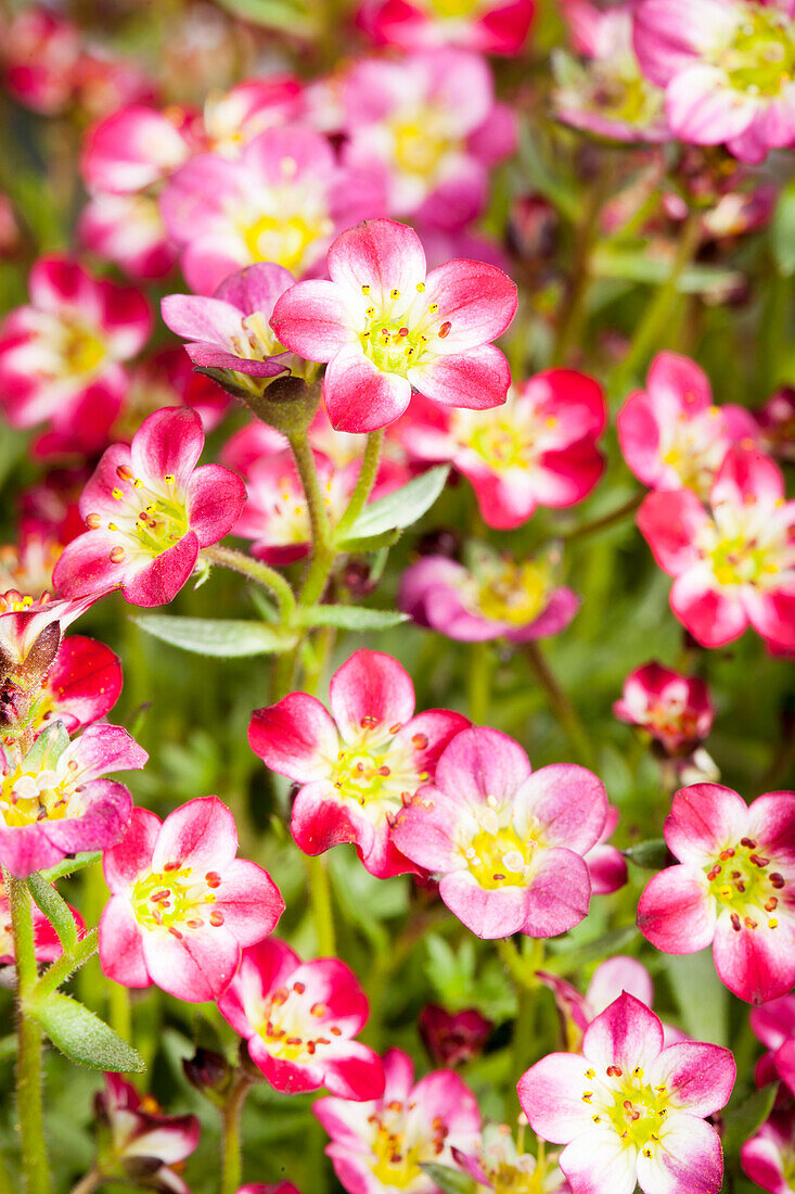 Saxifraga arendsii