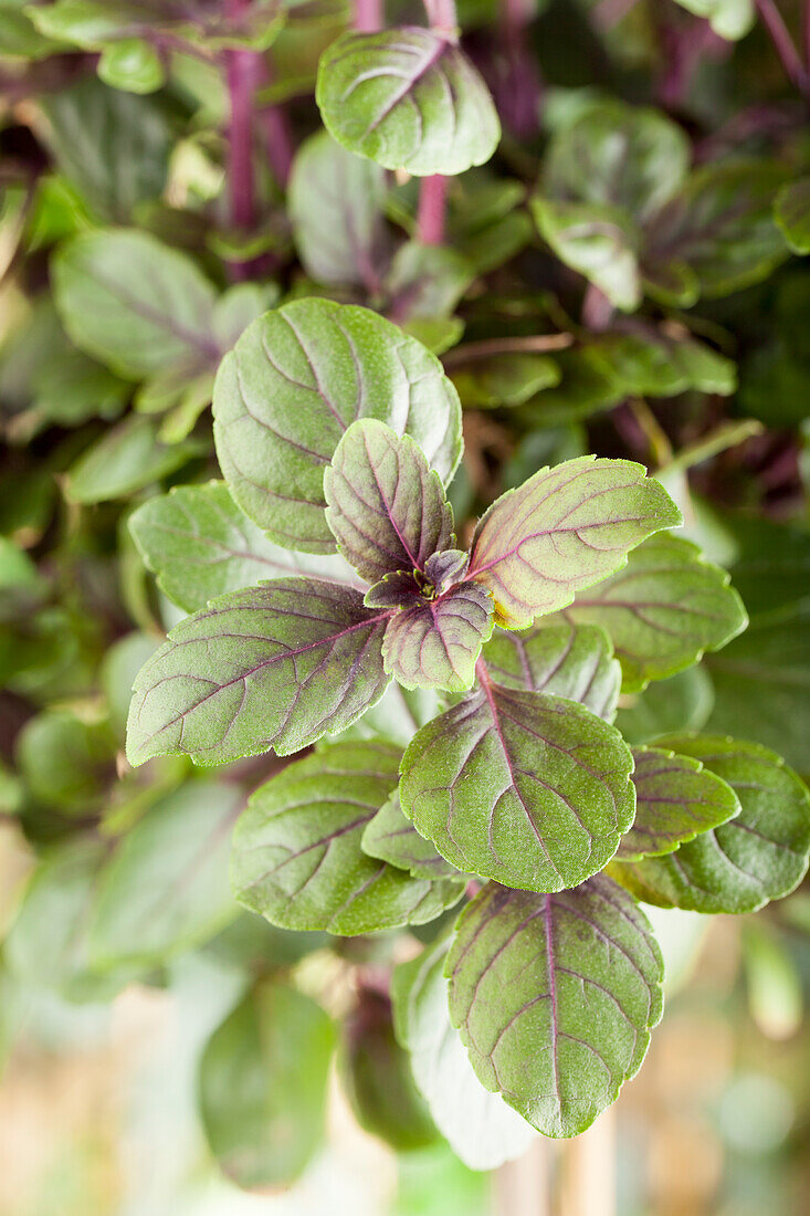 Ocimum basilicum 'Magic Mountain'