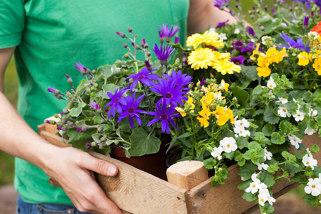 Summer flower mix