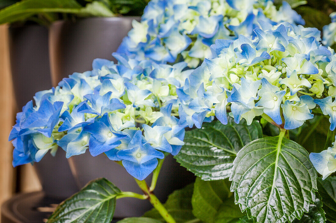 Hydrangea macrophylla