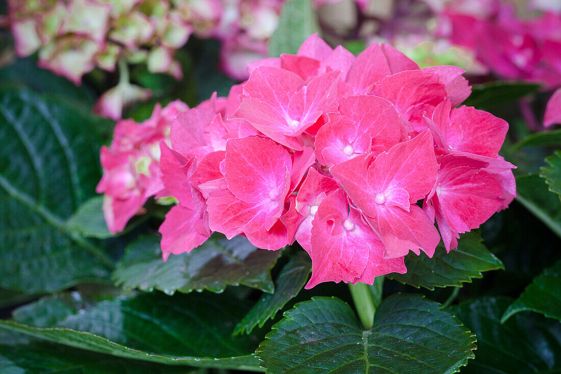 Hydrangea macrophylla