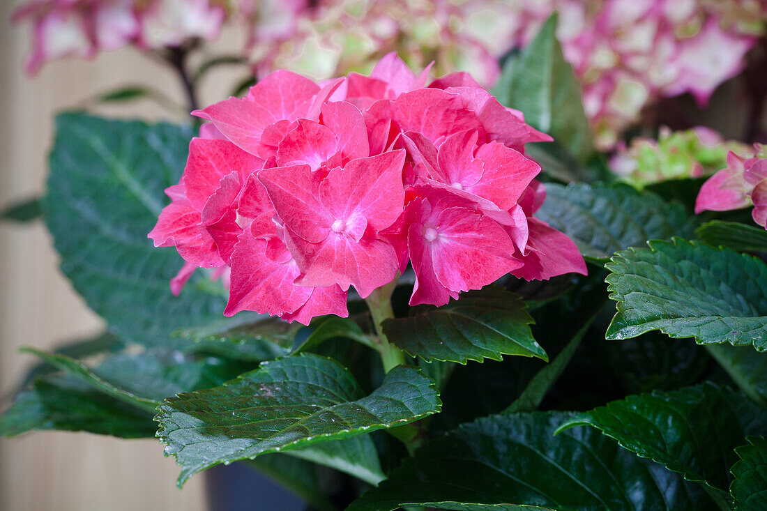 Hydrangea  macrophylla