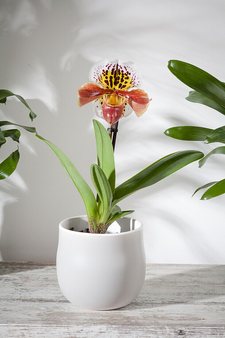 Paphiopedilum