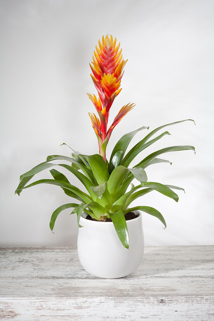 Bromelia