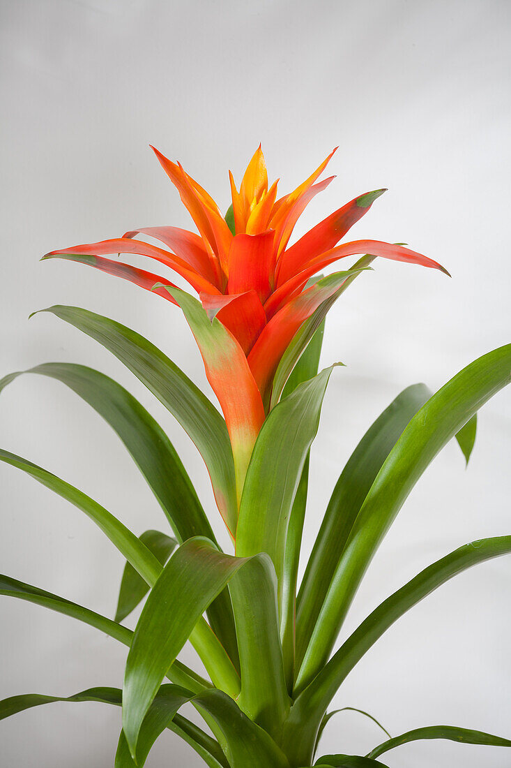 Guzmania