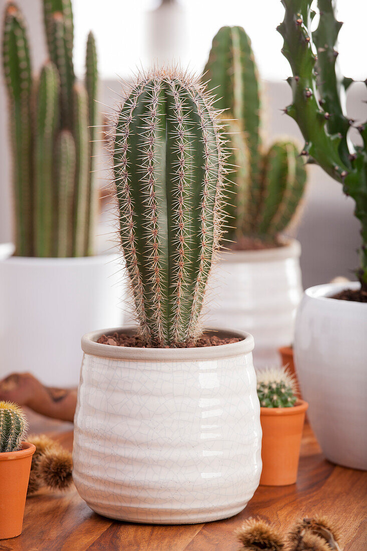Cactus, column