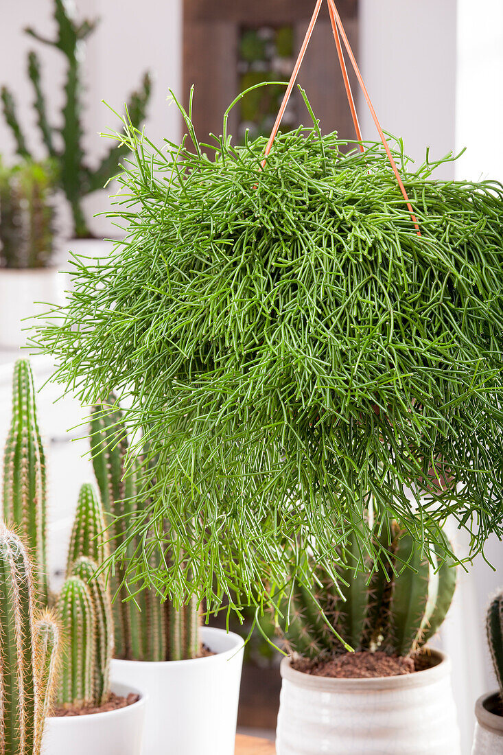 Rhipsalis baccifera subsp. baccifera