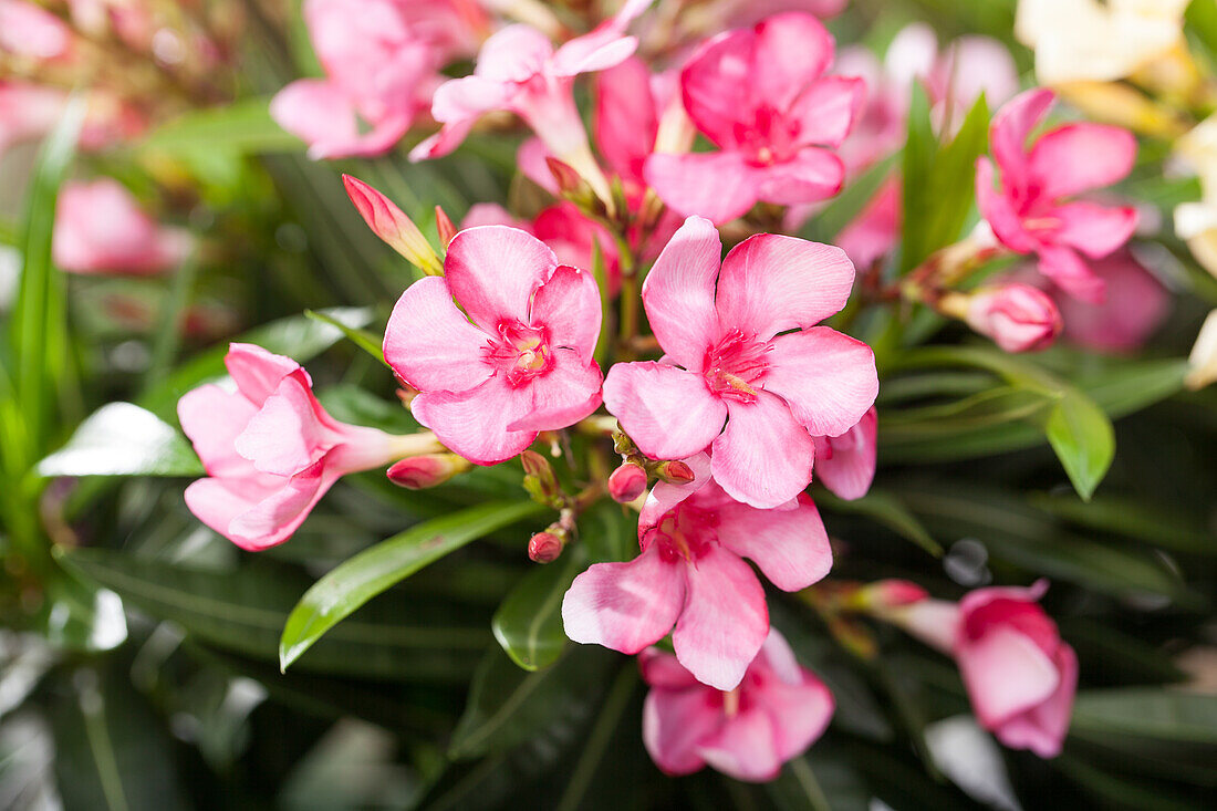 Nerium oleander, rosa