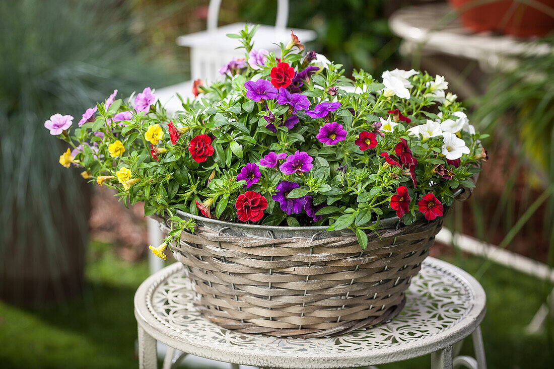 Calibrachoa