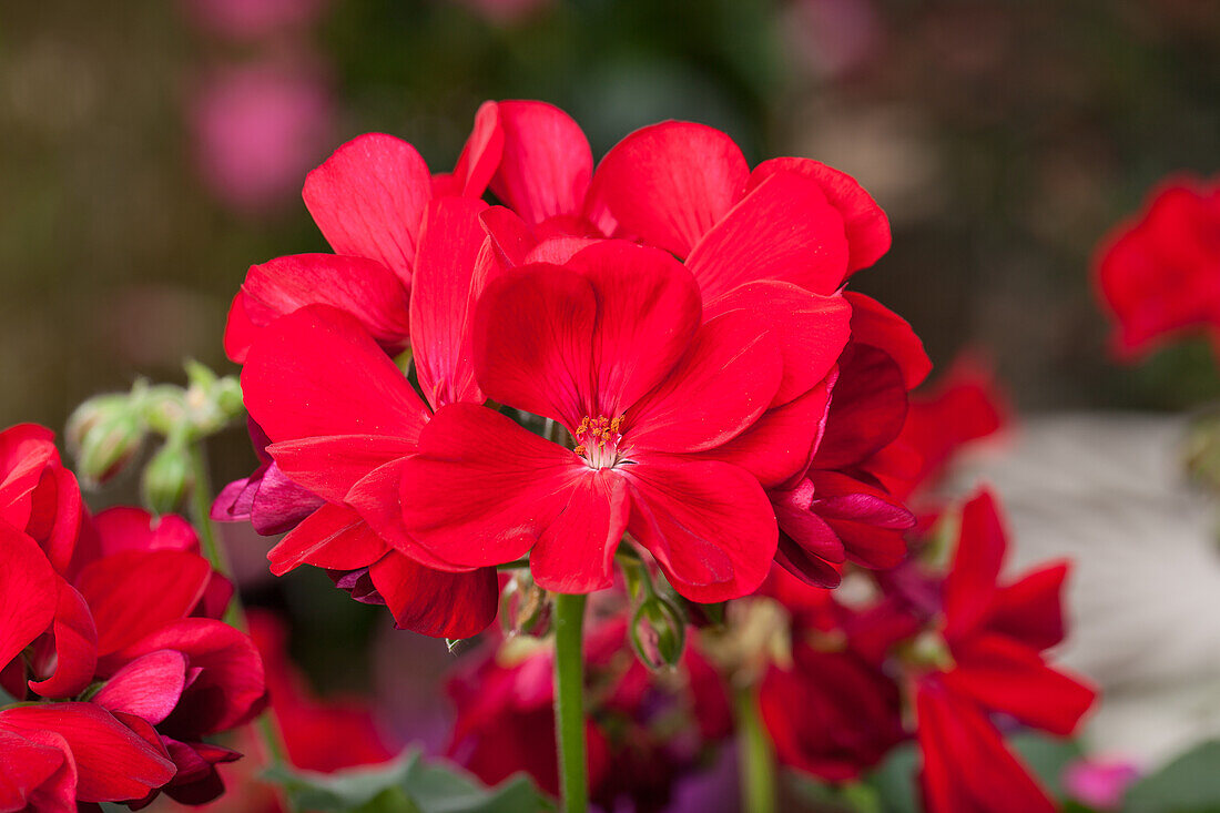 Pelargonium interspecific