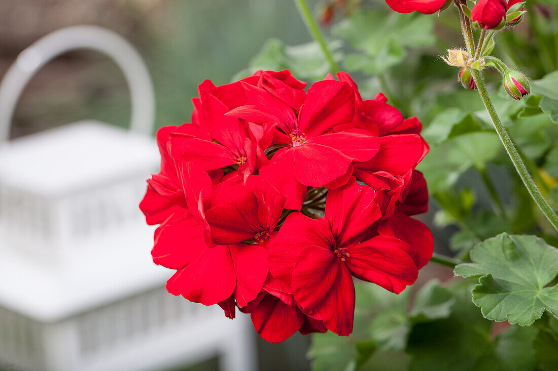 Pelargonium interspecific