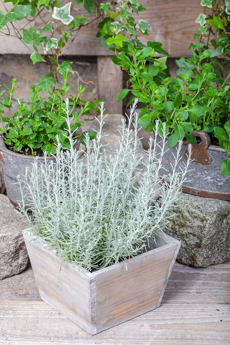 Helichrysum italicum 'Aladin'