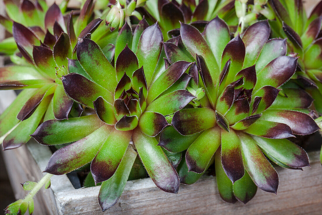 Sempervivum