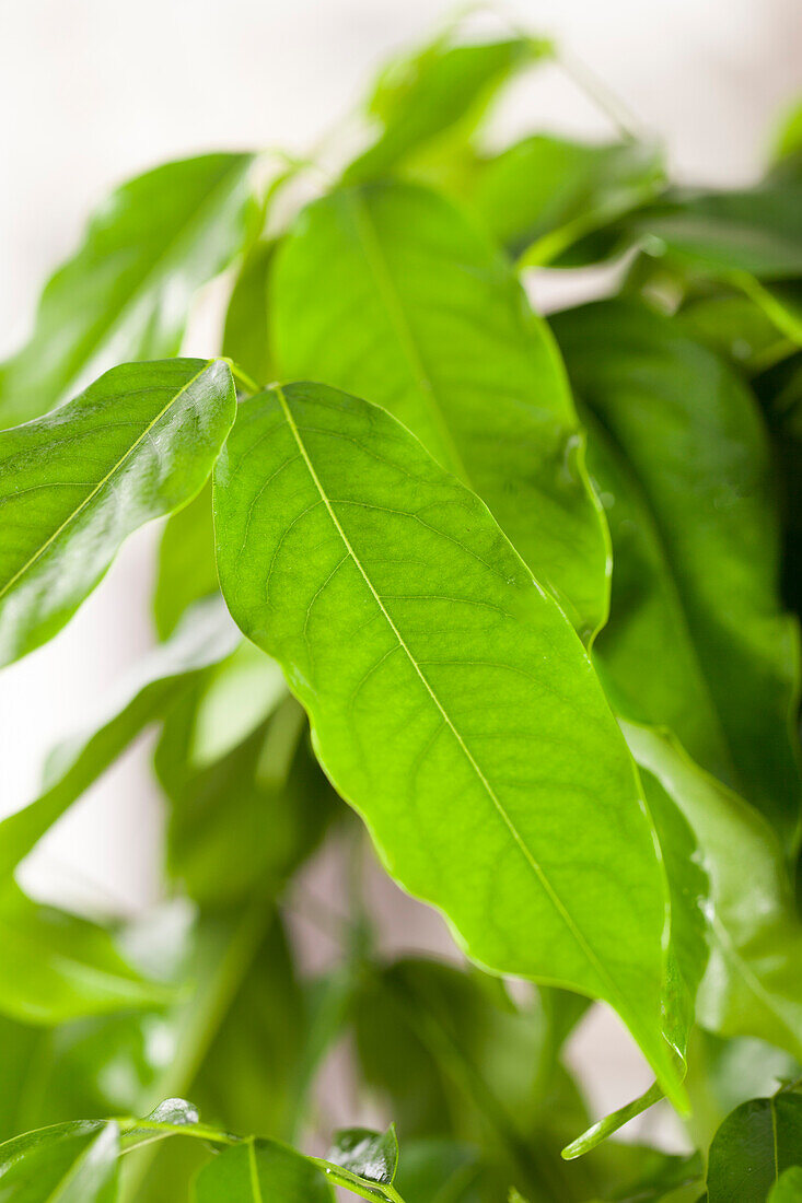 Castanospermum australe