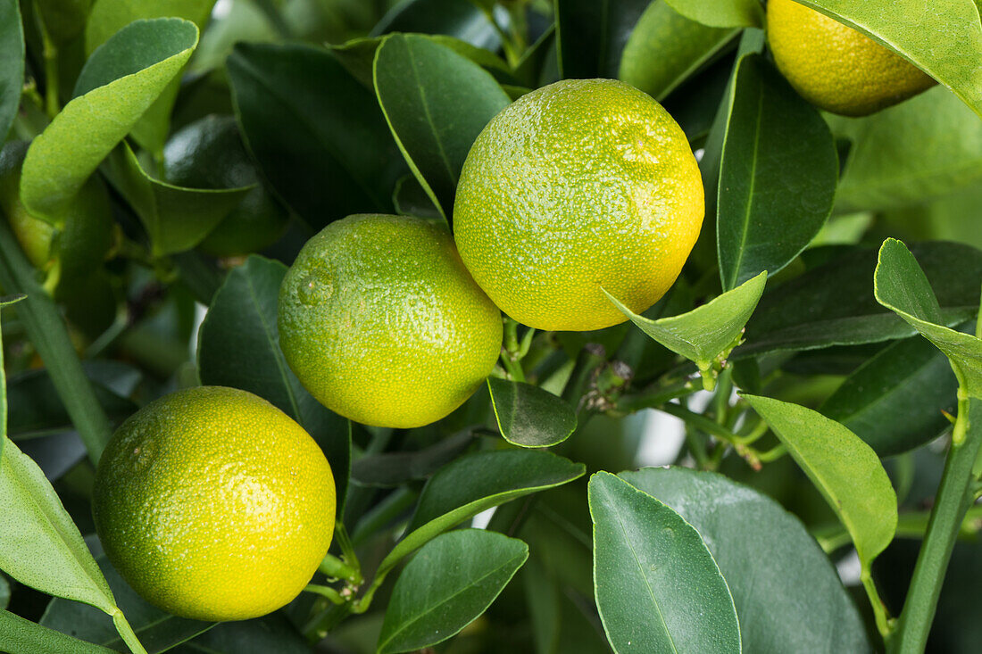 Citrus madurensis