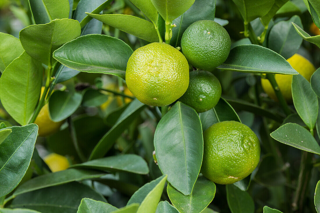 Citrus madurensis