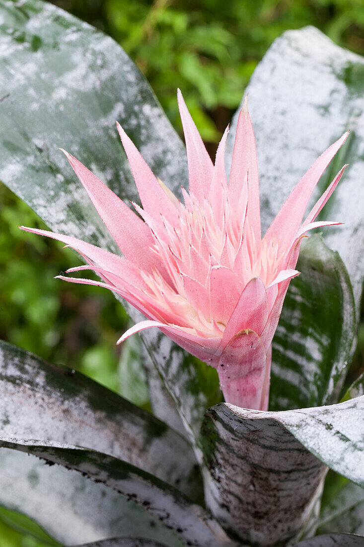 Aechmea fasciata