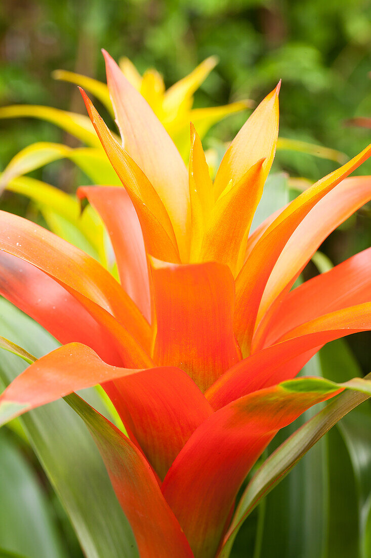 Guzmania Fiero