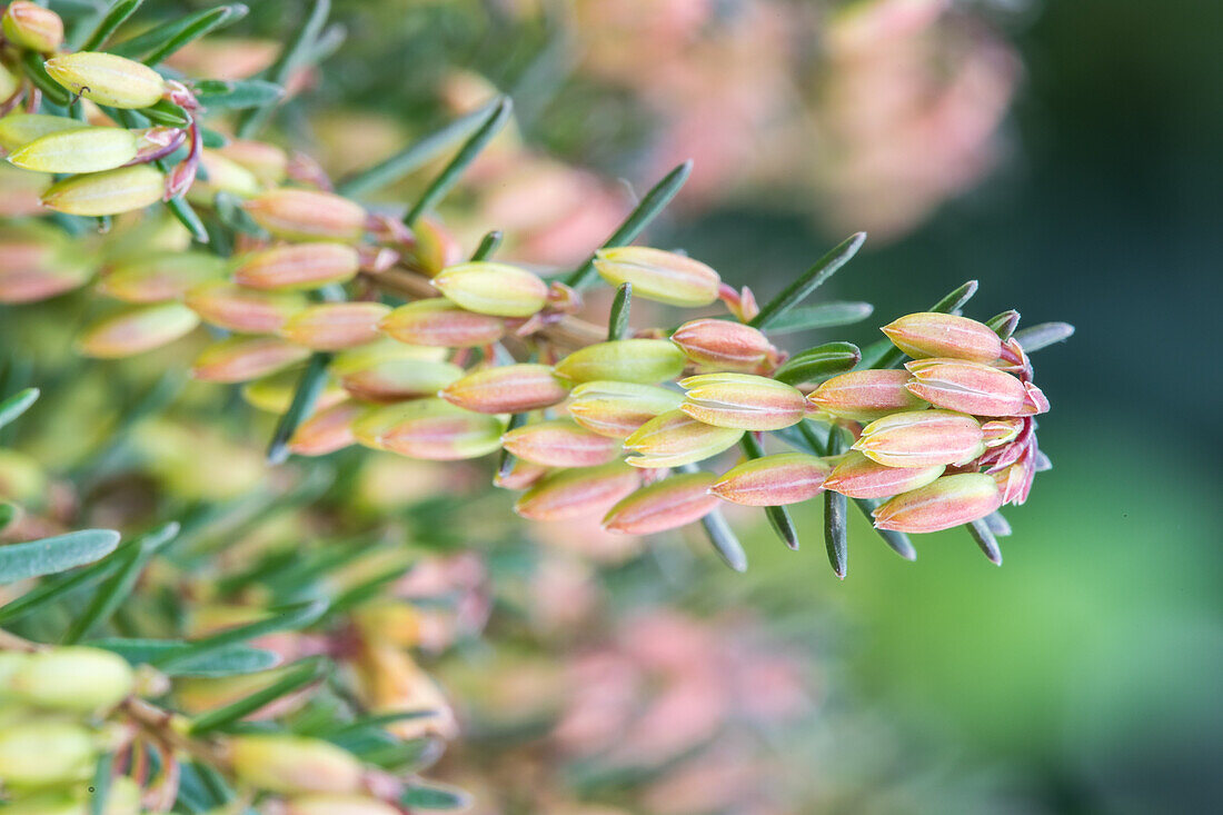 Erica darleyensis