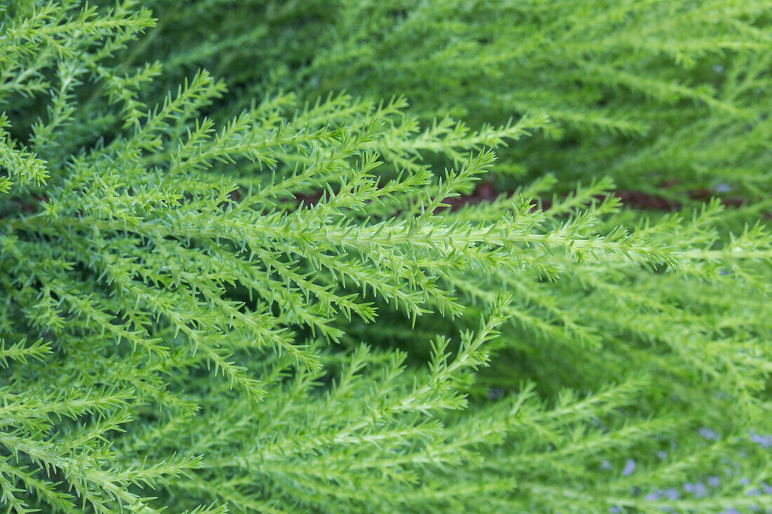 Cupressus macrocarpa Goldcrest