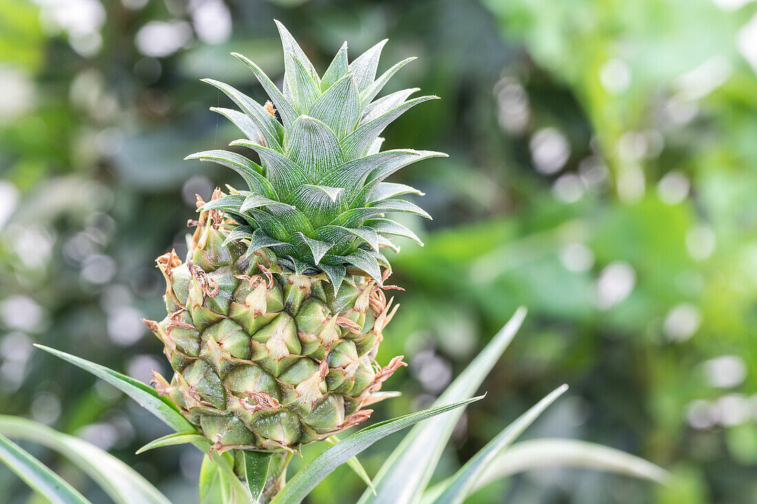 Ananas comosus