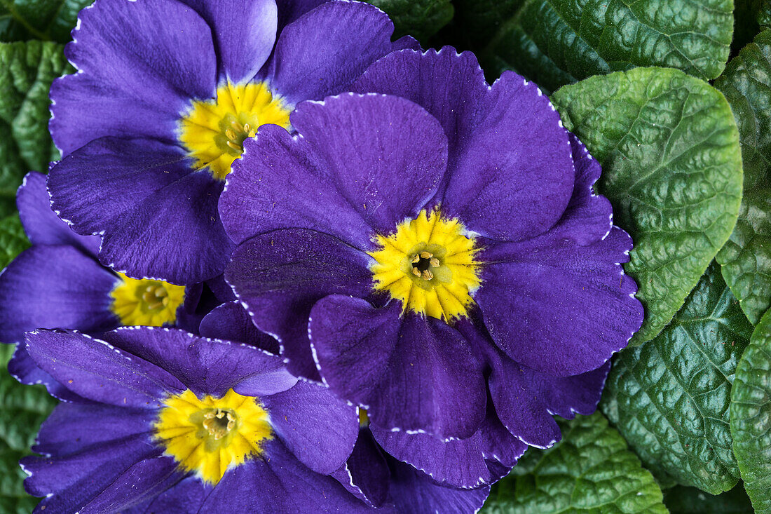 Primula vulgaris