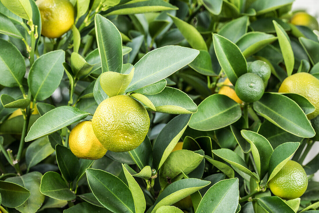 Citrus limon x fortunella japonica, Stamm