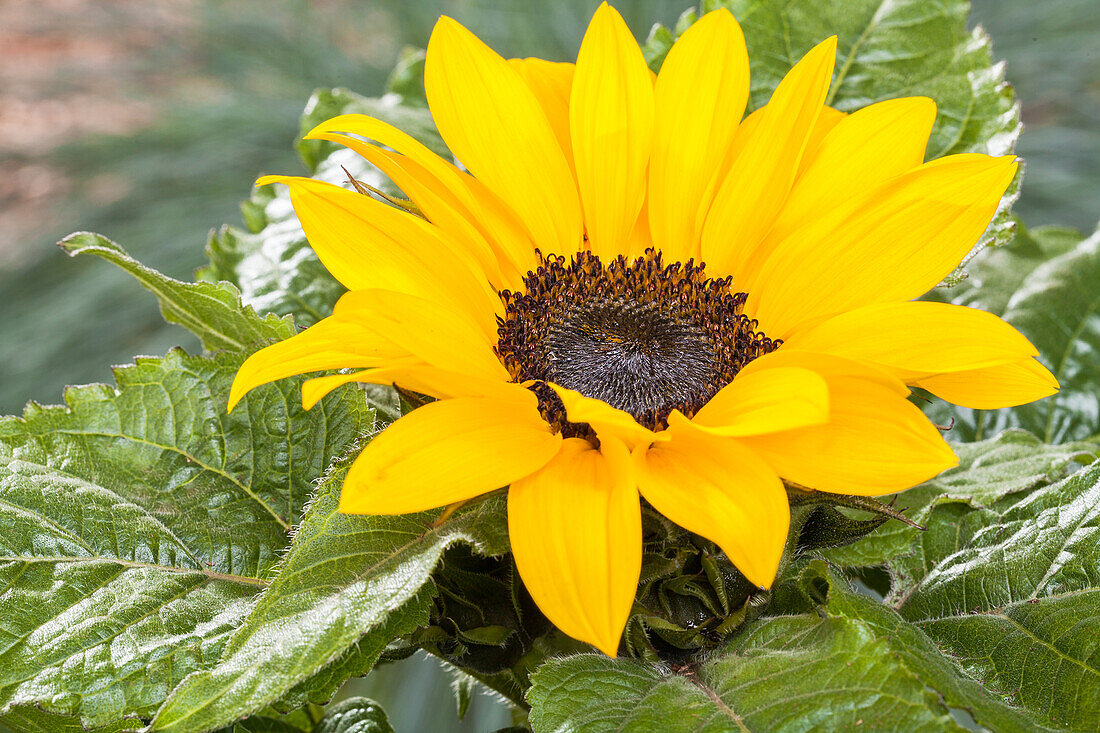 Helianthus annuus