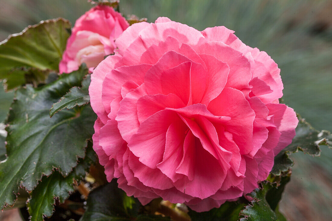 Begonia x tuberhybrida