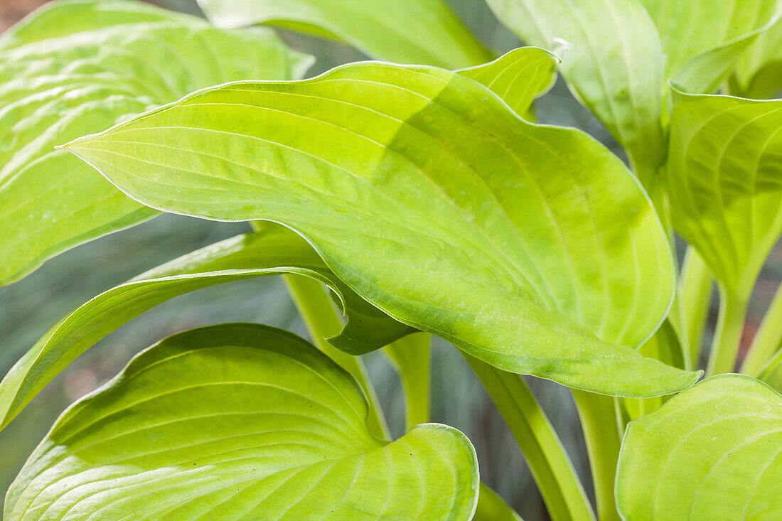 Hosta 'Inniswood'