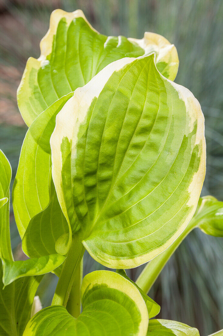 Hosta 'Shade Fanfare