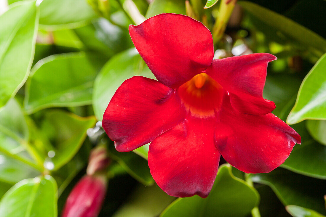 Mandevilla sanderi, red