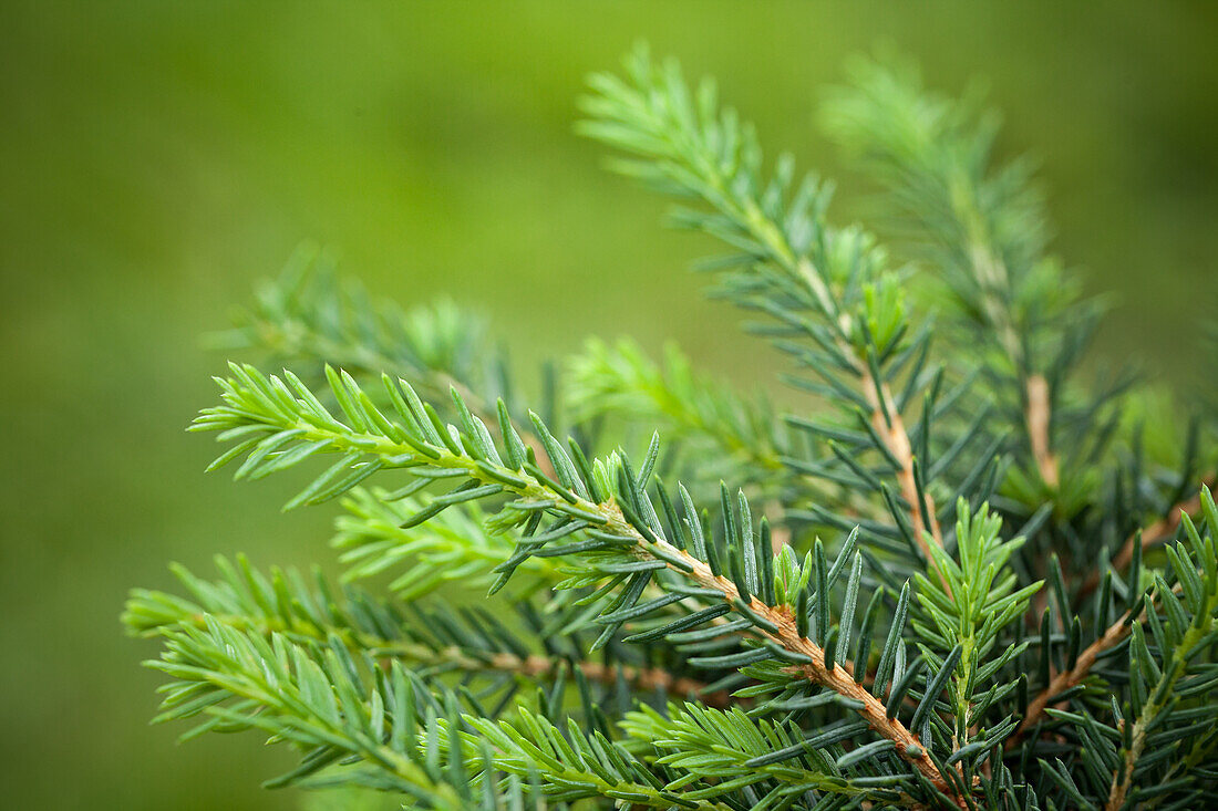 Taxus baccata 'Repandens Aurea'