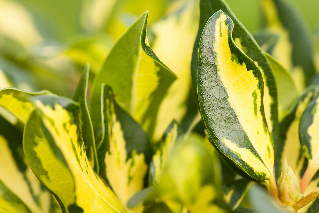 Rhododendron 'Gold Leaf