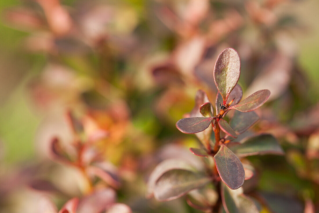 Berberis thunbergii 'Atropurpurea Nana