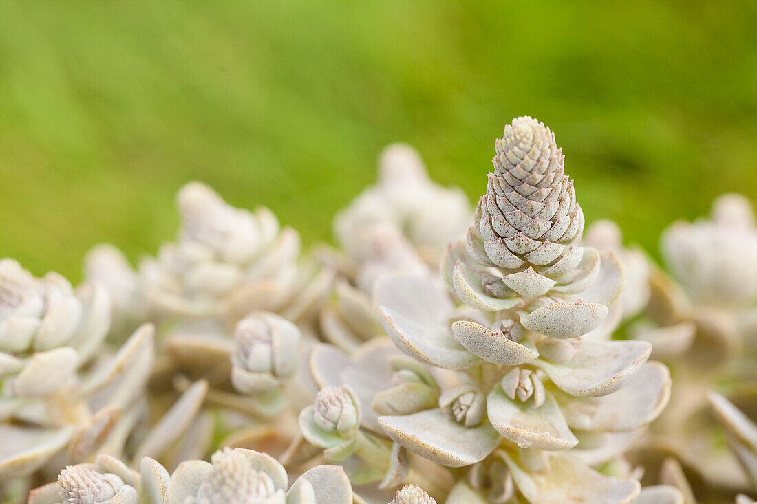 Orostachys iwarenge