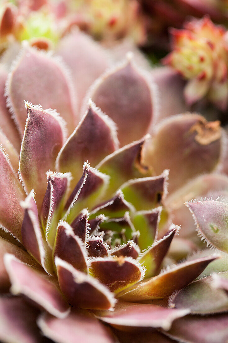 Sempervivum