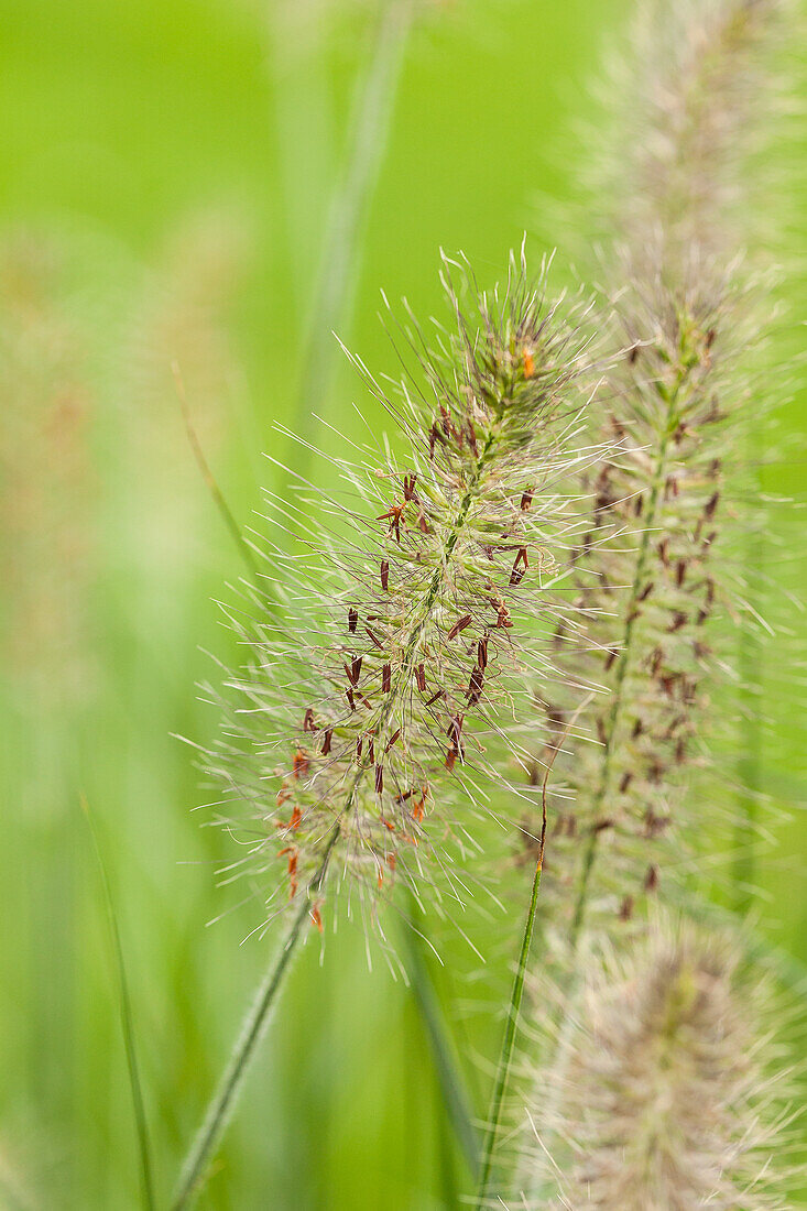 Pennisetum alopecuroides 'Hameln' (Hamelin)