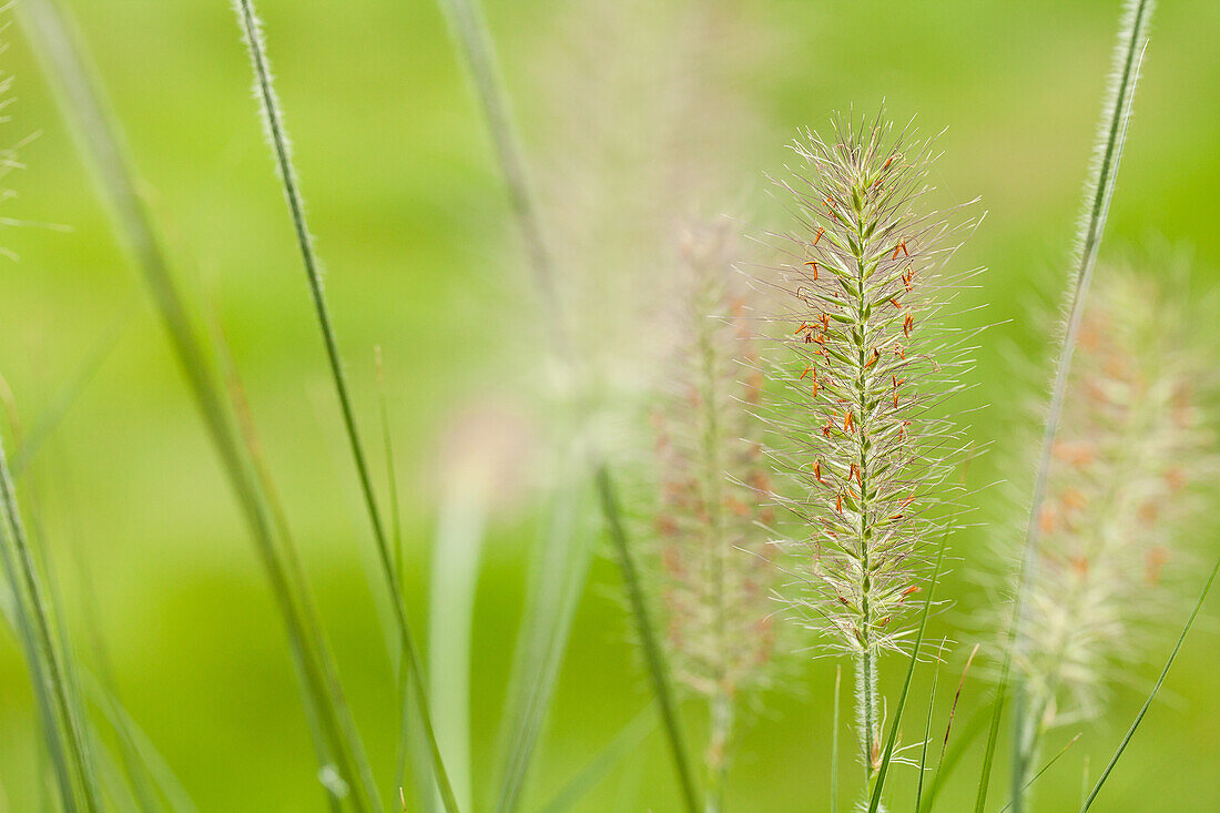 Pennisetum alopecuroides 'Hamelin