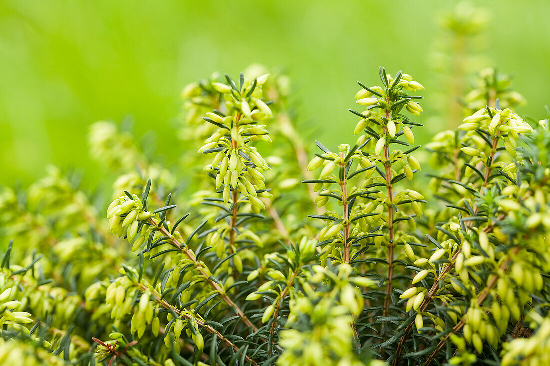 Erica carnea, white