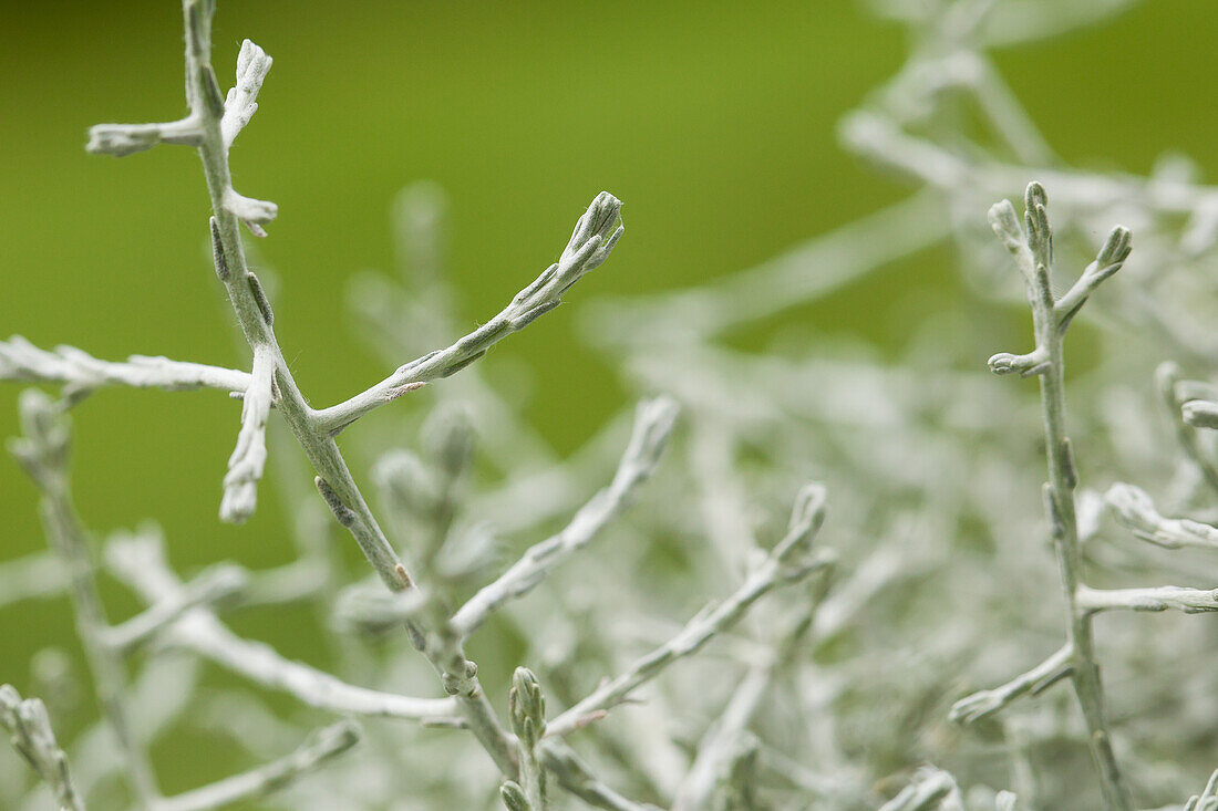 Calocephalus brownii