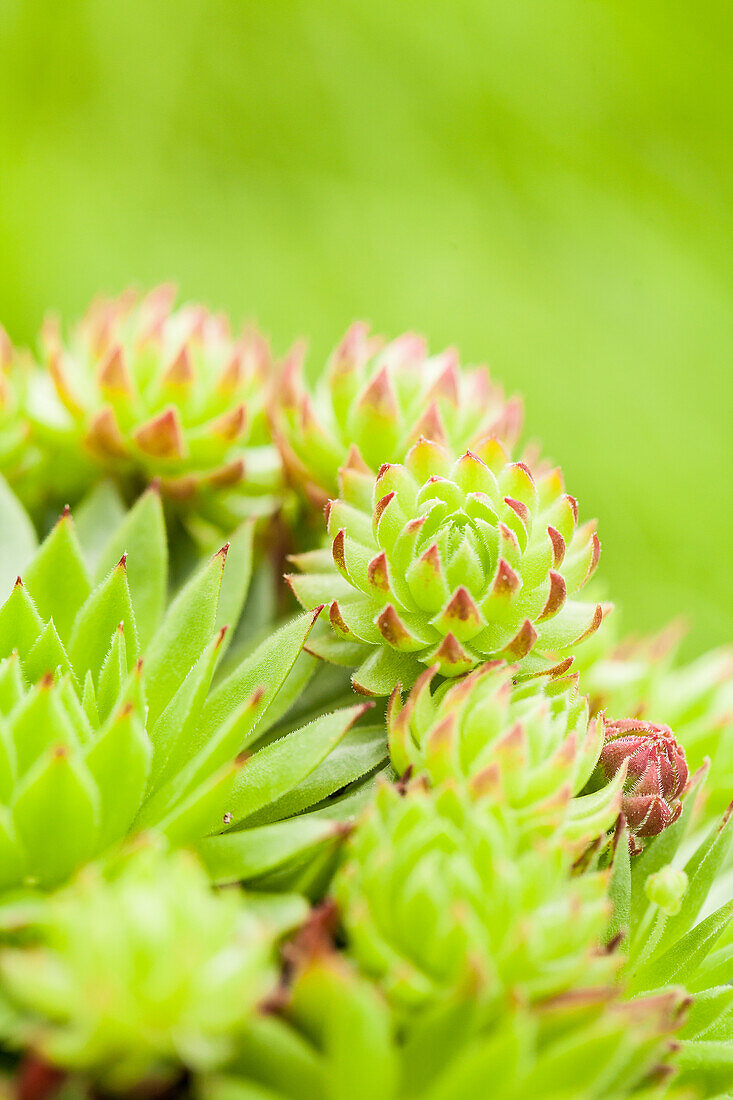 Sempervivum