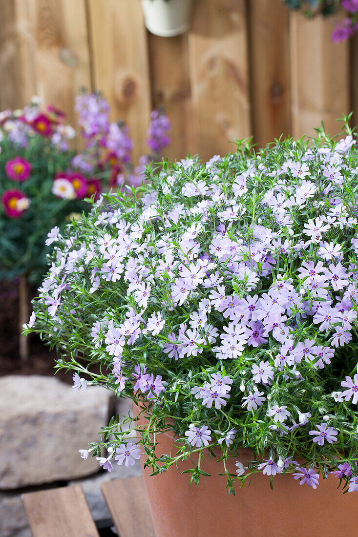 Phlox subulata