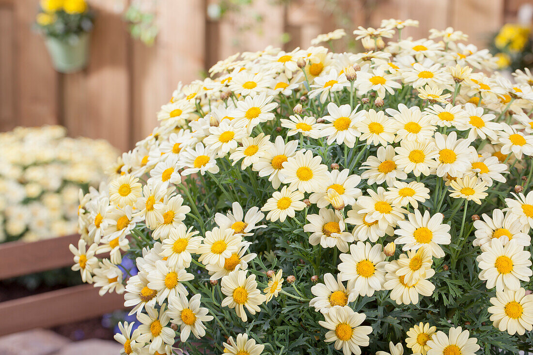 Argyranthemum frutescens, yellow