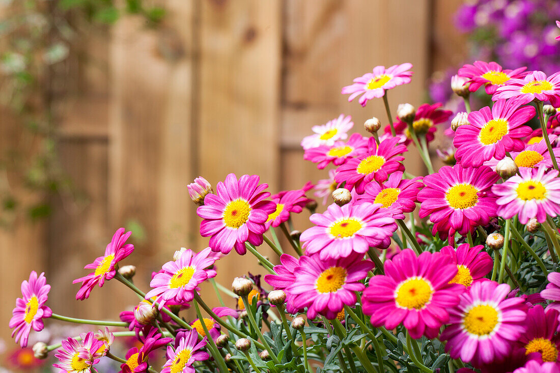 Argyranthemum frutescens