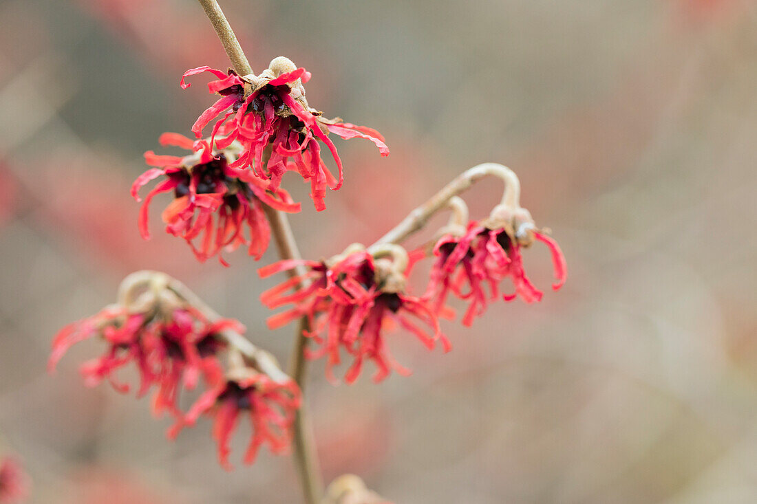 Hamamelis x intermedia 'Diane'