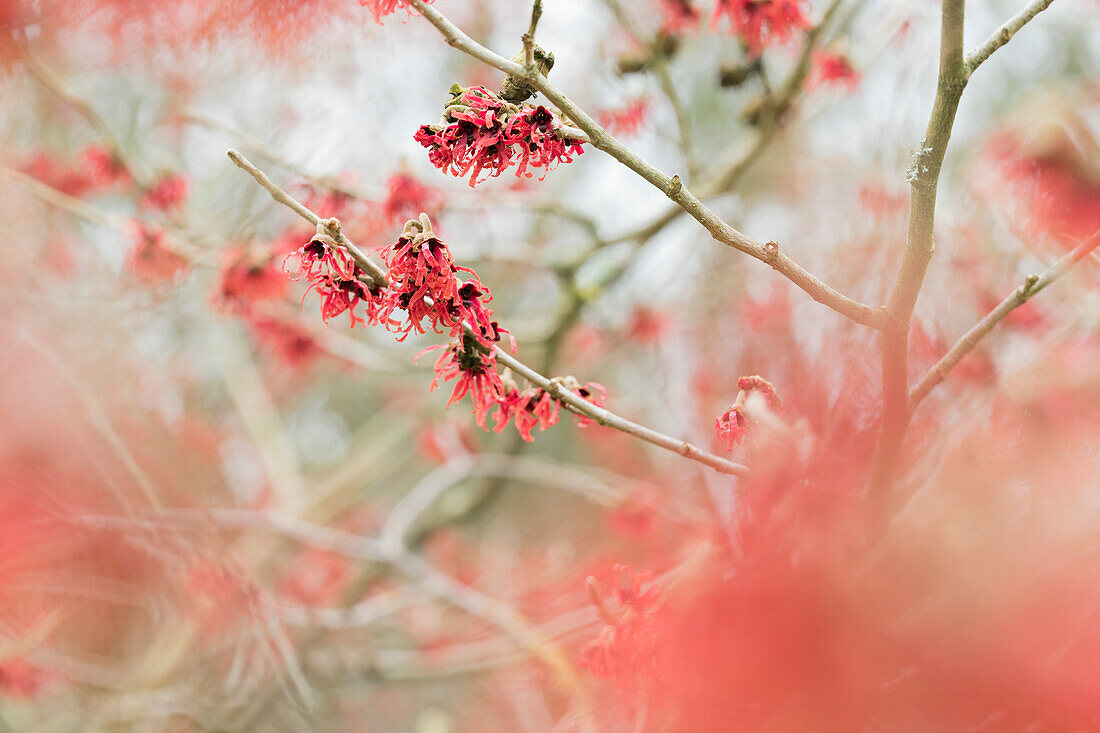 Hamamelis mollis 'Fire magic